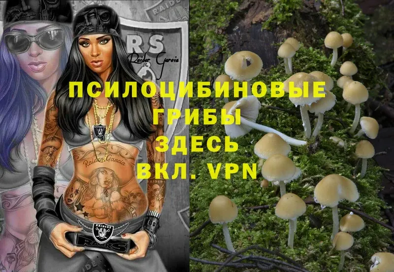 shop Telegram  Алейск  Галлюциногенные грибы Magic Shrooms  купить  сайты 