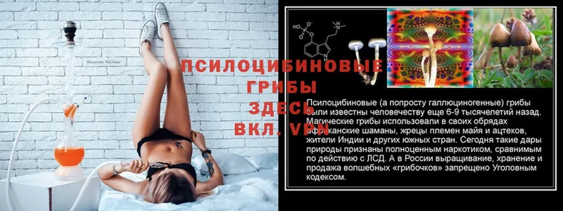 Псилоцибиновые грибы Psilocybe Алейск