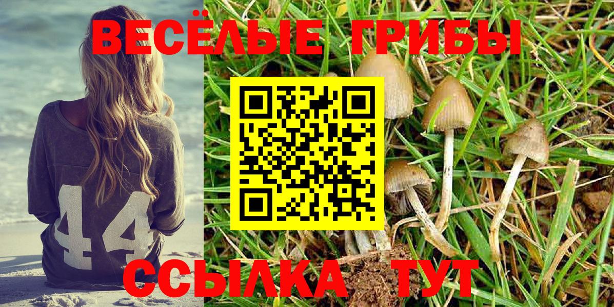 Псилоцибиновые грибы мицелий Алейск